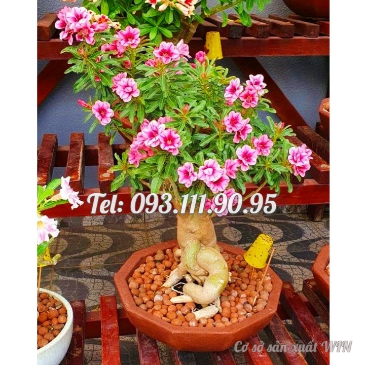 Hạt giống hoa sứ Thái Lan cánh tiên 5 cánh màu hồng - Bịch 10 hạt – Mã số 2088