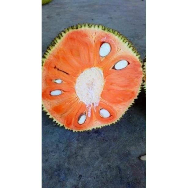 Mít ruột đỏ cam kết chất lượng