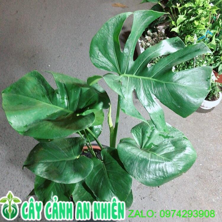 Trầu Bà Lá Rách