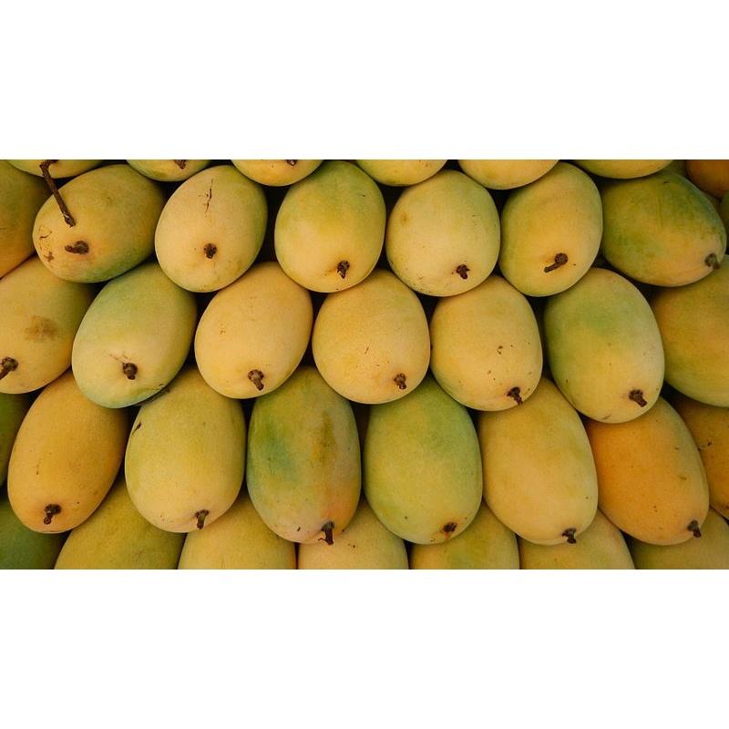 Cây giống Xoài Cát Hòa Lộc.