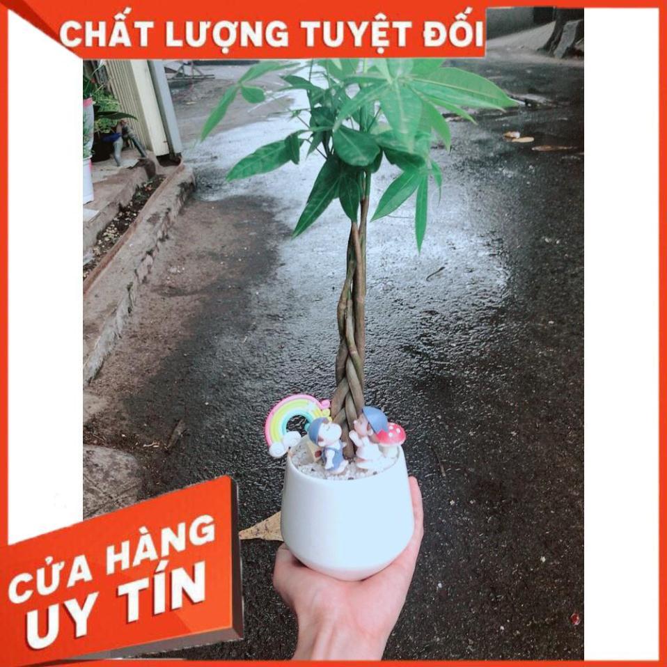 Chậu sen đá tiểu cảnh 17