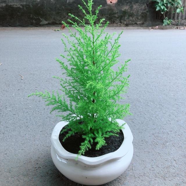 Chậu Cây Tùng Thơm