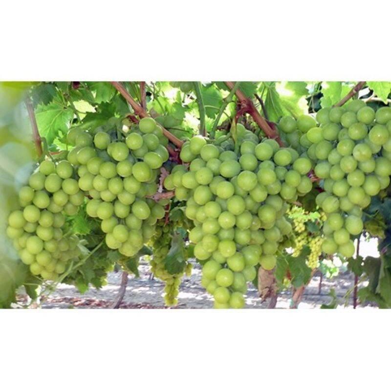 Cây nho giống Không hạt AutumnCrisp - Giống nho mới 2021 của Úc - Màu xanh