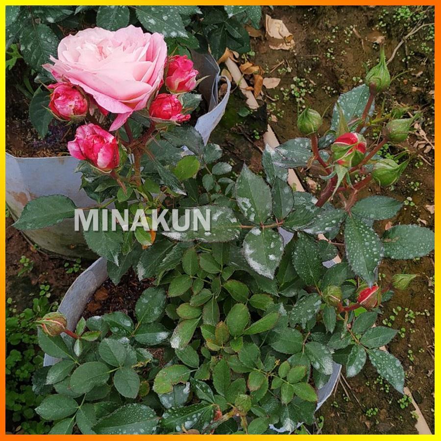 Hoa hồng ngoại Rubi Kim Cương Rose cực Hot