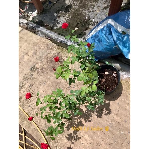 Hoa hồng ngoại Red Intition nguyên bản