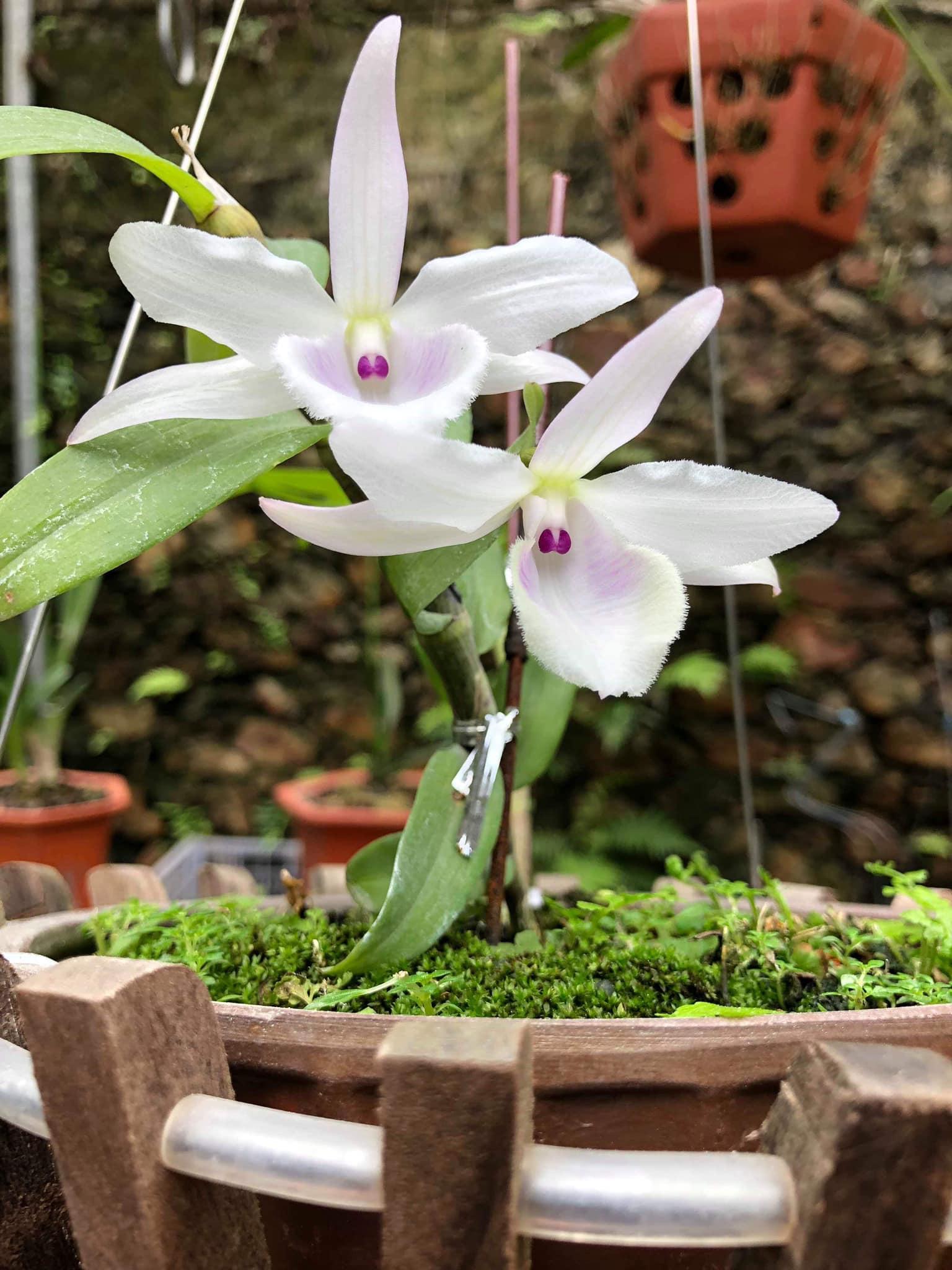 Phi điệp đột biến HỒNG BÍCH QUYẾT chuẩn giống cam kết chất lượng