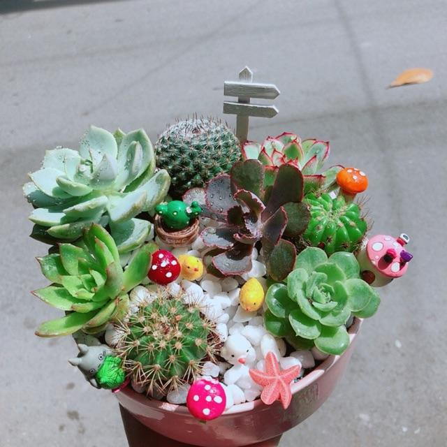 Chậu Sen Đá Xương Rồng Tiểu Cảnh