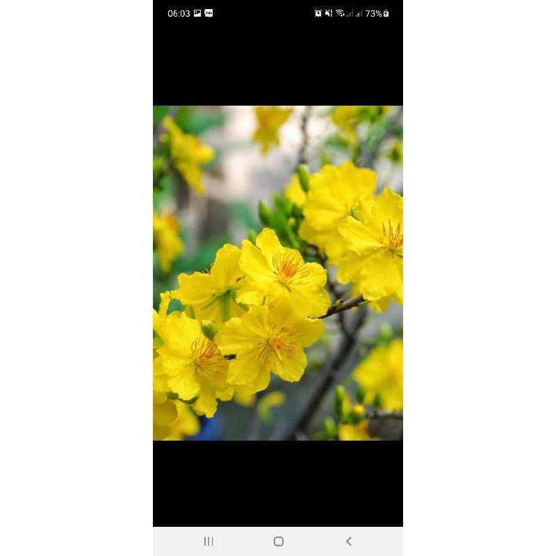 Cây giống mai tứ quý.mai cúc. mai yên tử. đại phú