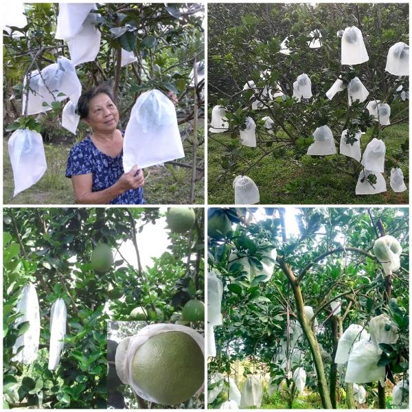 500 túi bao trái cây Ánh Dương kích thước 30x30cm