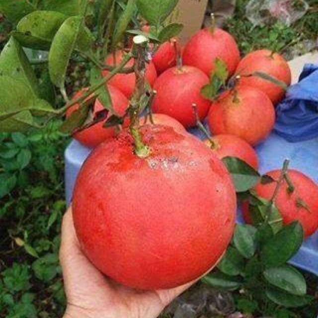 CÂY GIỐNG BƯỞI ĐỎ TIẾN VUA F1 SIÊU SỚM