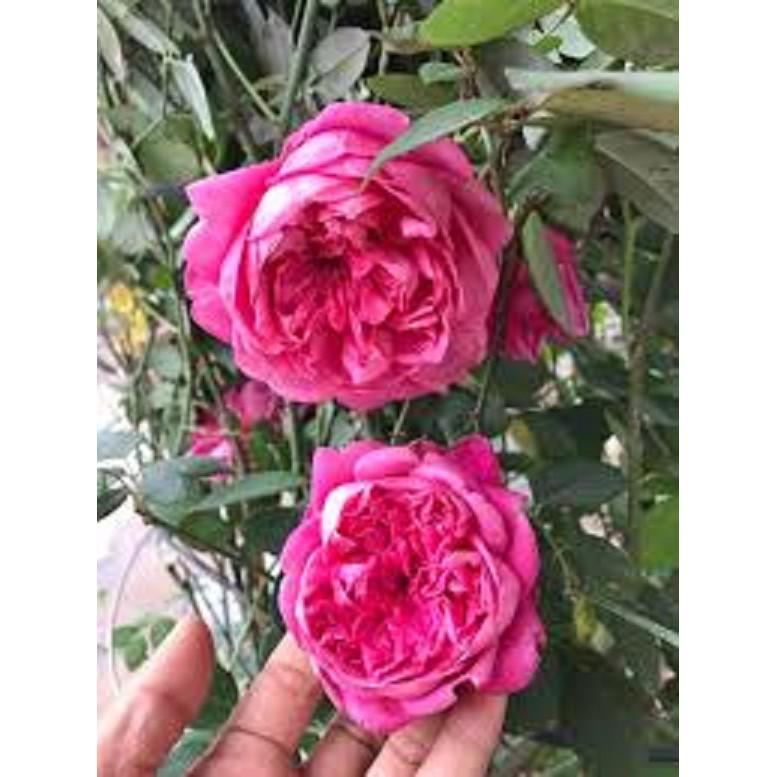 COMBO 2 BẦU GIỐNG Hoa hồng cổ Sapa – Hoa hồng rực rỡ xứ Tây Bắc,