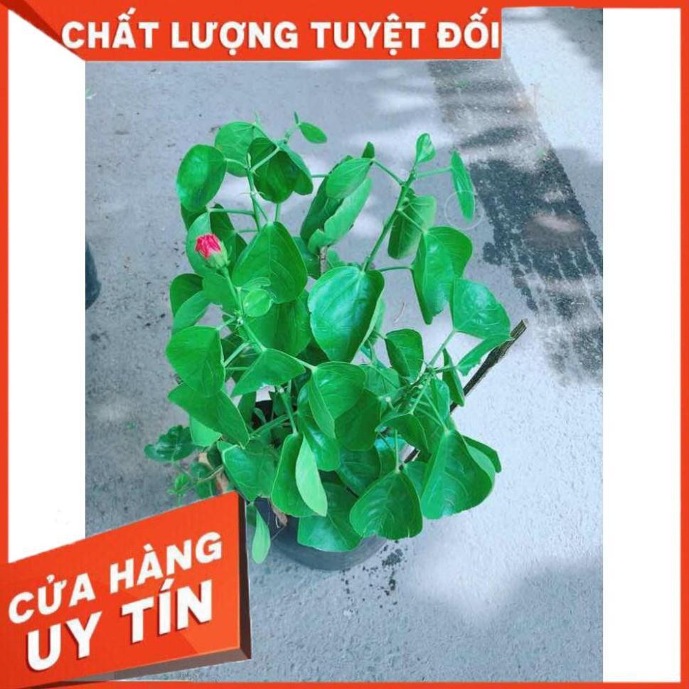 Hoa Dâm Bụt Kép Nhiều Người Mua