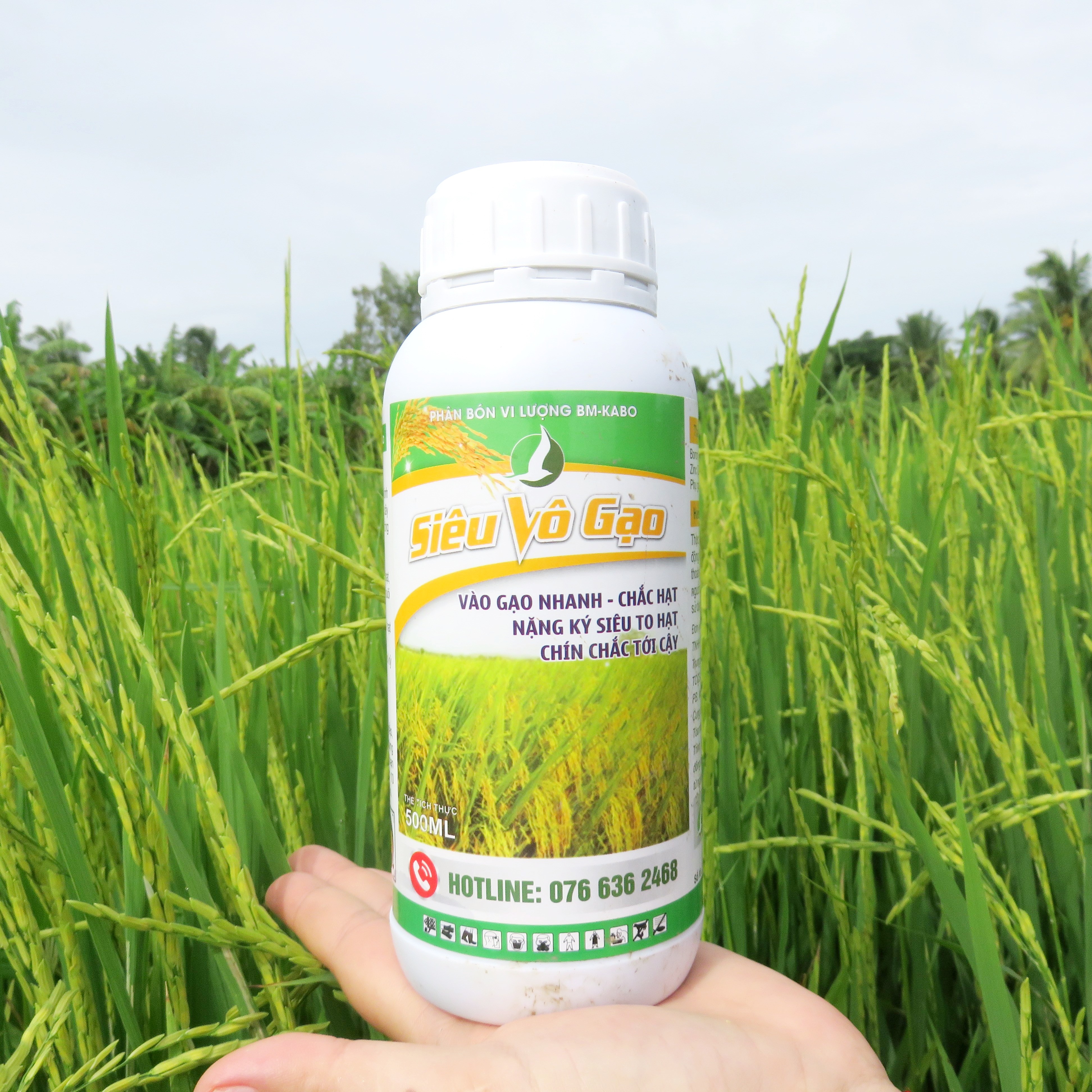 PHÂN BÓN GIÚP LÚA TRỔ THOÁT ĐỒNG LOẠT, VÔ GẠO CỰC NHANH, HẠT VÀNG SÁNG, NẶNG KÍ - SIÊU VÔ GẠO 500ML