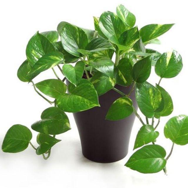 Trầu Bà Ta KT: Nhỏ, trung, lớn