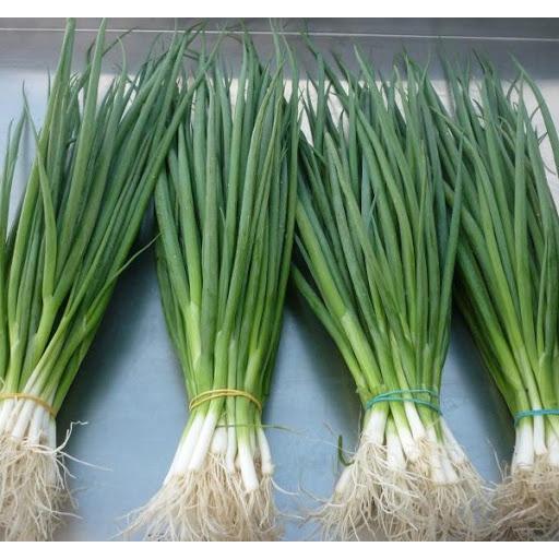 Hạt giống hành lá cao sản gốc trắng CT127 - Gói 2gram