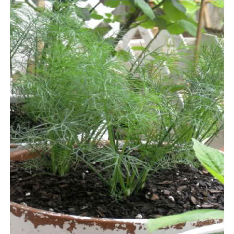 Hạt giống rau thì là 4 mùa cao sản - 20gr/gói