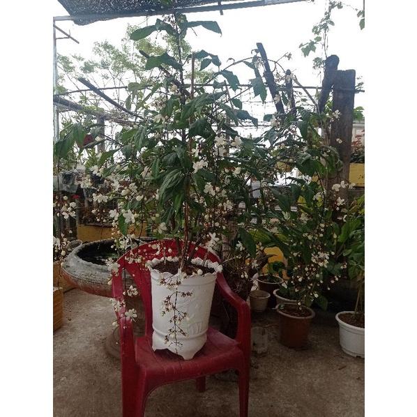 Cây giống Dạ ngọc minh châu