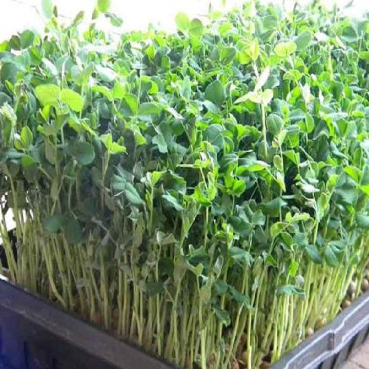 Hạt Giống Mầm Đậu Hà Lan - 1 gói 50 gram