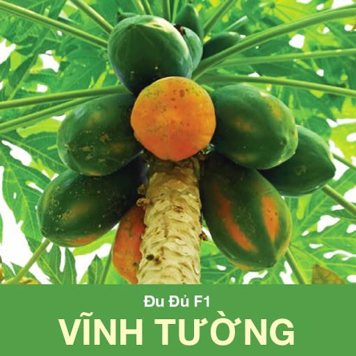 10 Hạt Giống Đu Đủ Ruột Vàng F1 Vĩnh Tường