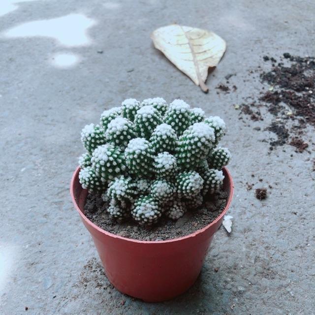 Xương Rồng Mami Bụi