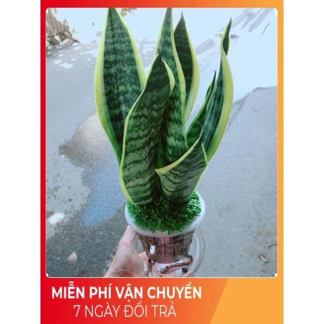 Chậu Lưỡi Hổ Thuỷ Sinh