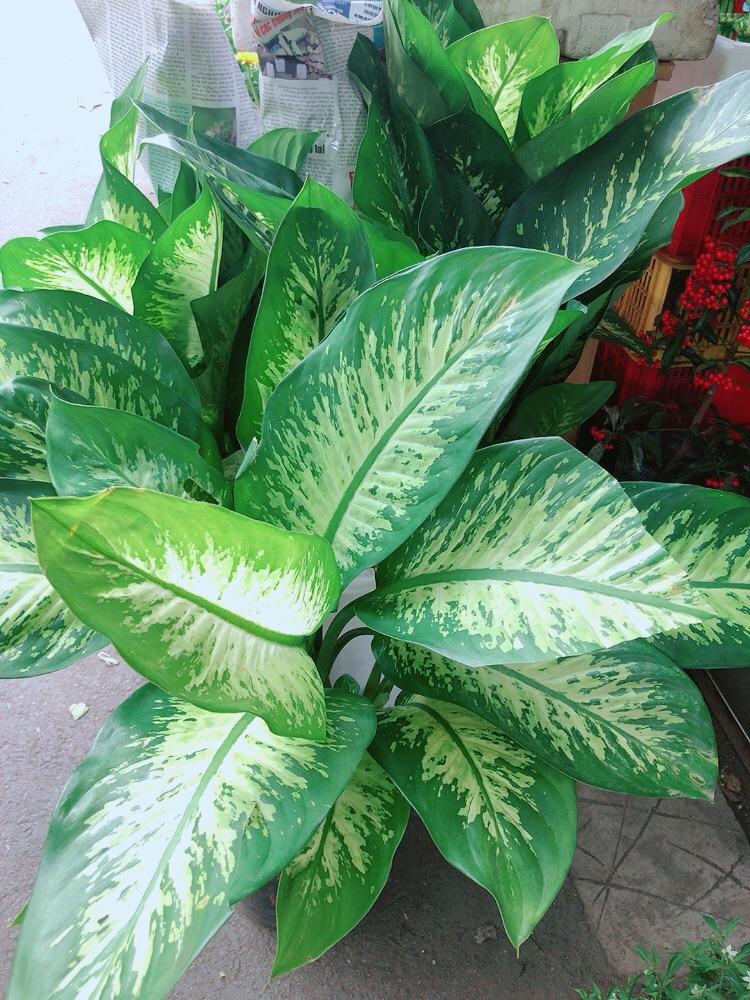 Cây Vạn Niên Thanh Size Lớn Cao 80cm Rộng 50cm