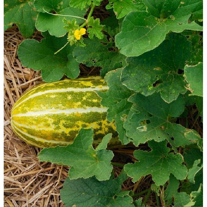 Combo 2 gói  Hạt Giống Dưa Gang -gói 20 hạt/tặng kèm gói phân bón lót