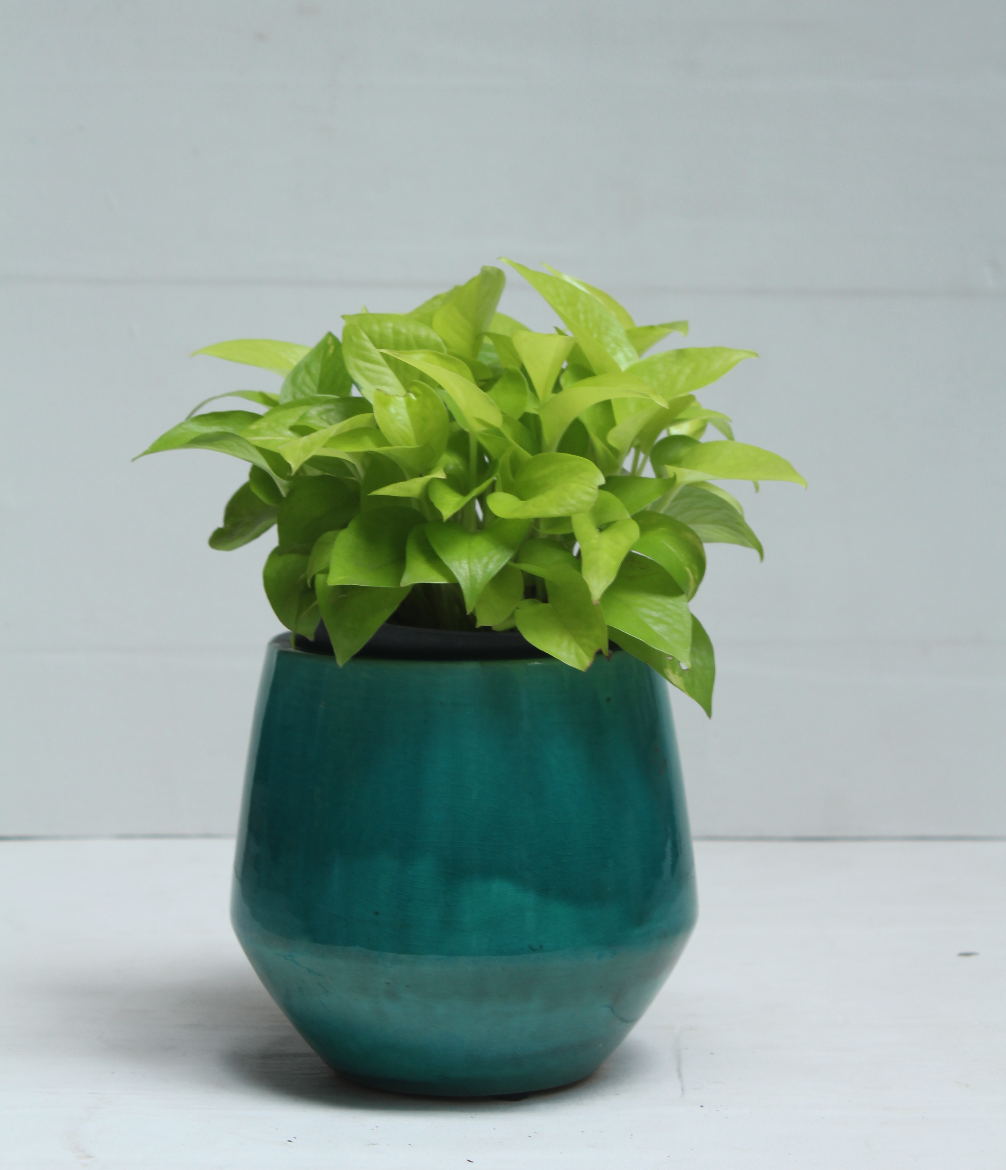 Chậu gốm và cây cảnh