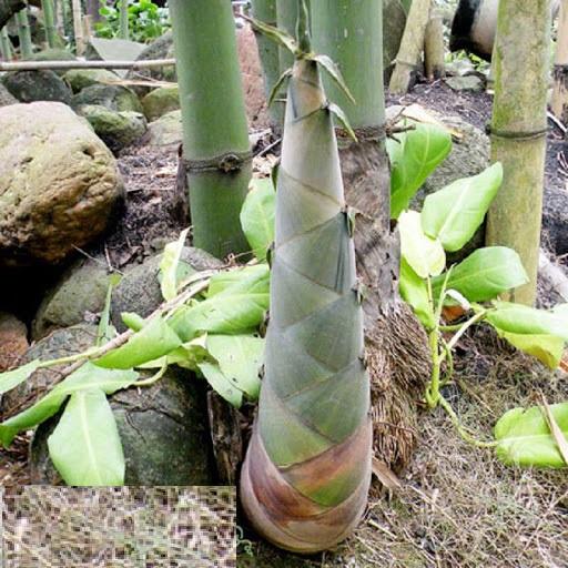 Cây măng tre bát độ giống