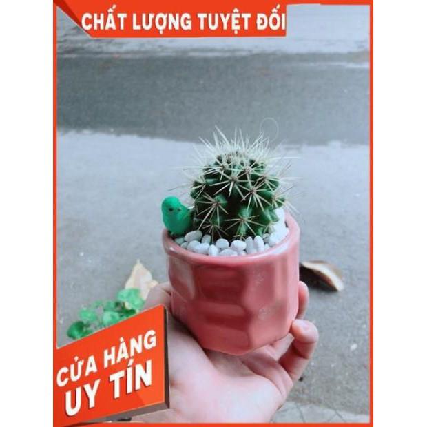 Chậu Xương Rồng Kim Hổ