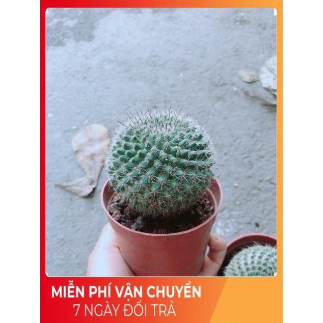 Xương Rồng Bánh Sinh Nhật