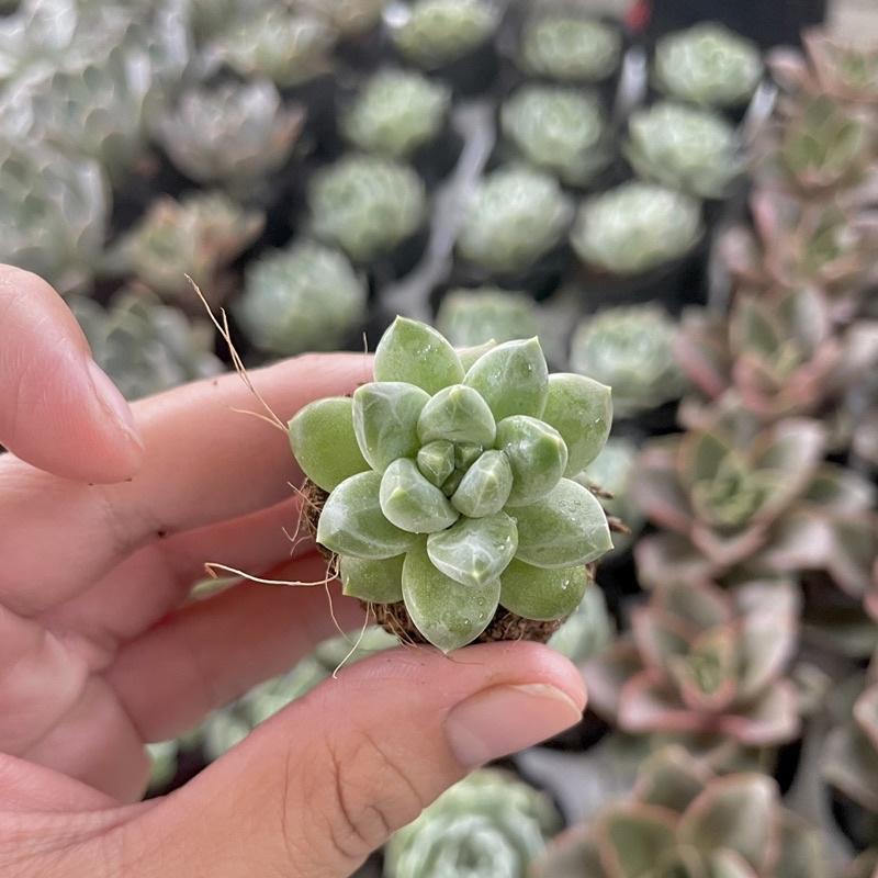 Sen đá Kim cương xanh Mini