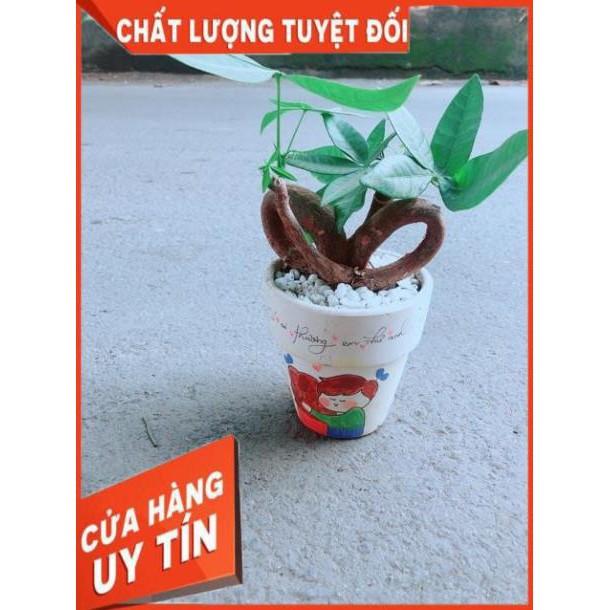 Chậu Kim Ngân Nơ