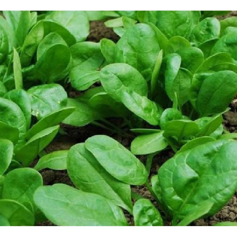 Combo 3 gói cải bó xôi - rau cải chân vịt