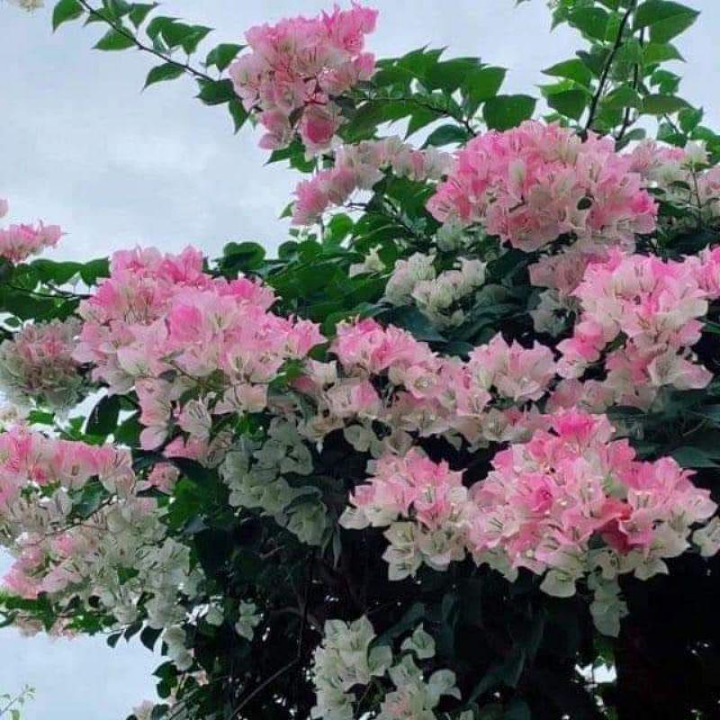 HOA GIẤY PHỚT HỒNG, CÂY ĐANG HOA RẤT ĐẸP