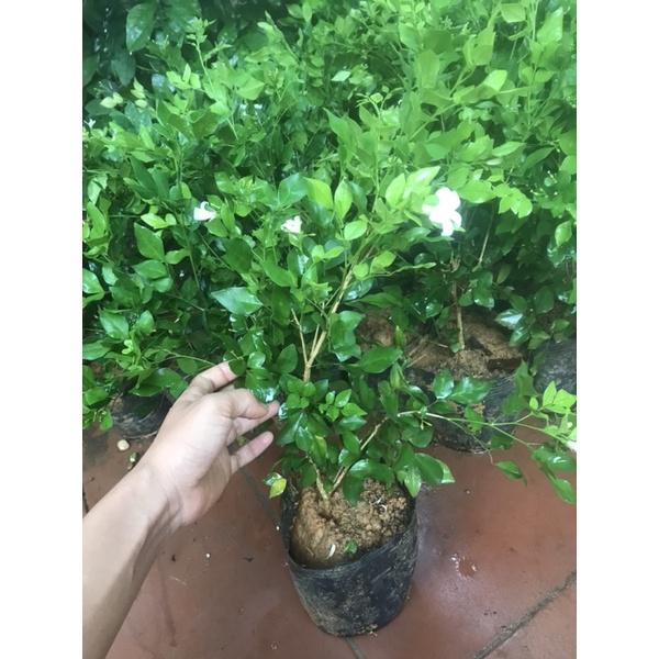 Cây nguyệt quế ta đang nụ hoa