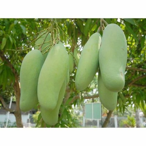 CÂY GIỐNG XOÀI TƯỢNG DA XANH (CÂY GHÉP SIÊU TRÁI)