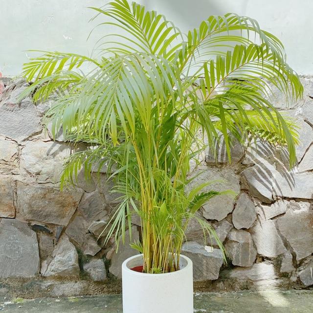 Chậu Cây Cau Cao