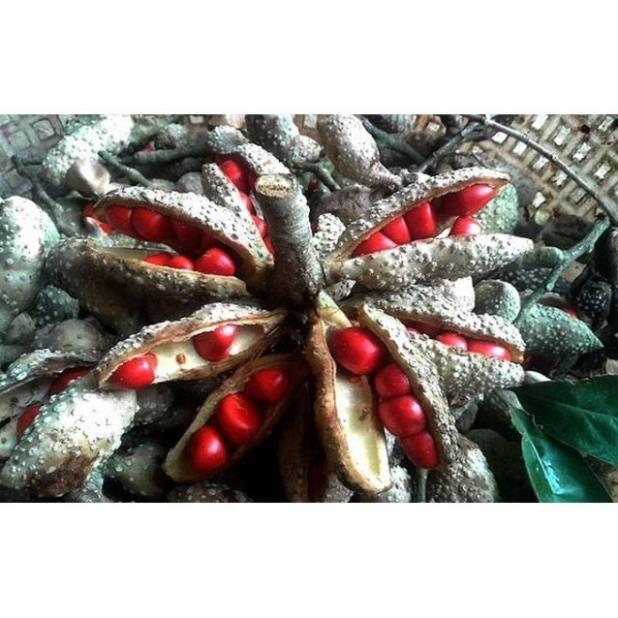 Sản phẩm CÂY DỔI GIỐNG