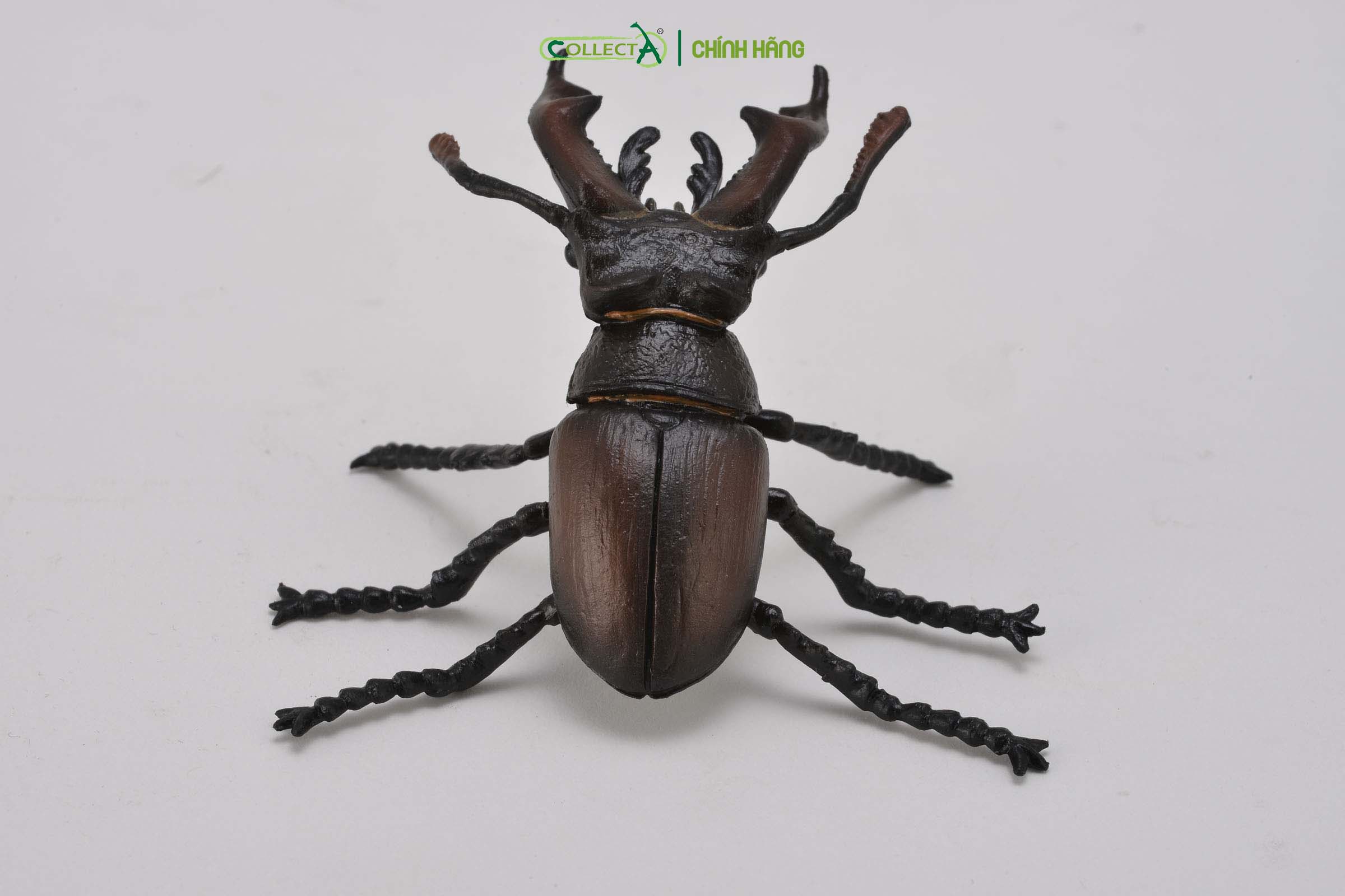 Mô hình thu nhỏ: Bọ Vừng - Stag Beetle, hiệu: CollectA, mã HS 9653110[88703] -  Chất liệu an toàn cho trẻ - Hàng chính hãng