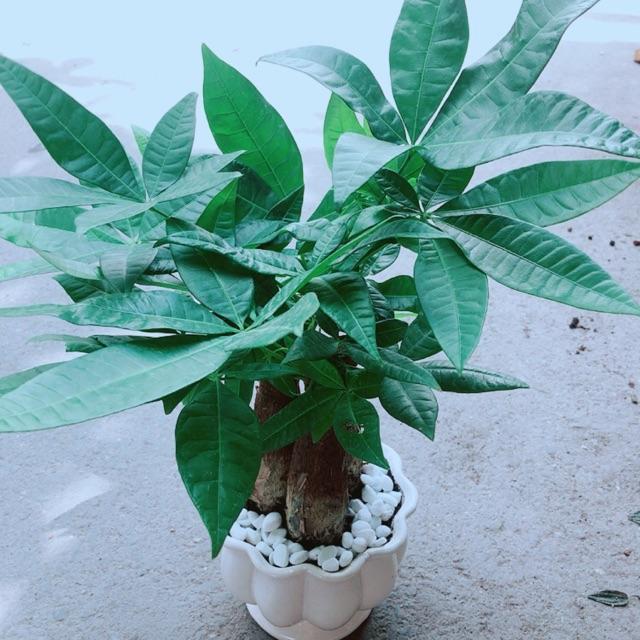 Chậu Kim Ngân 3 Thân Size Lớn