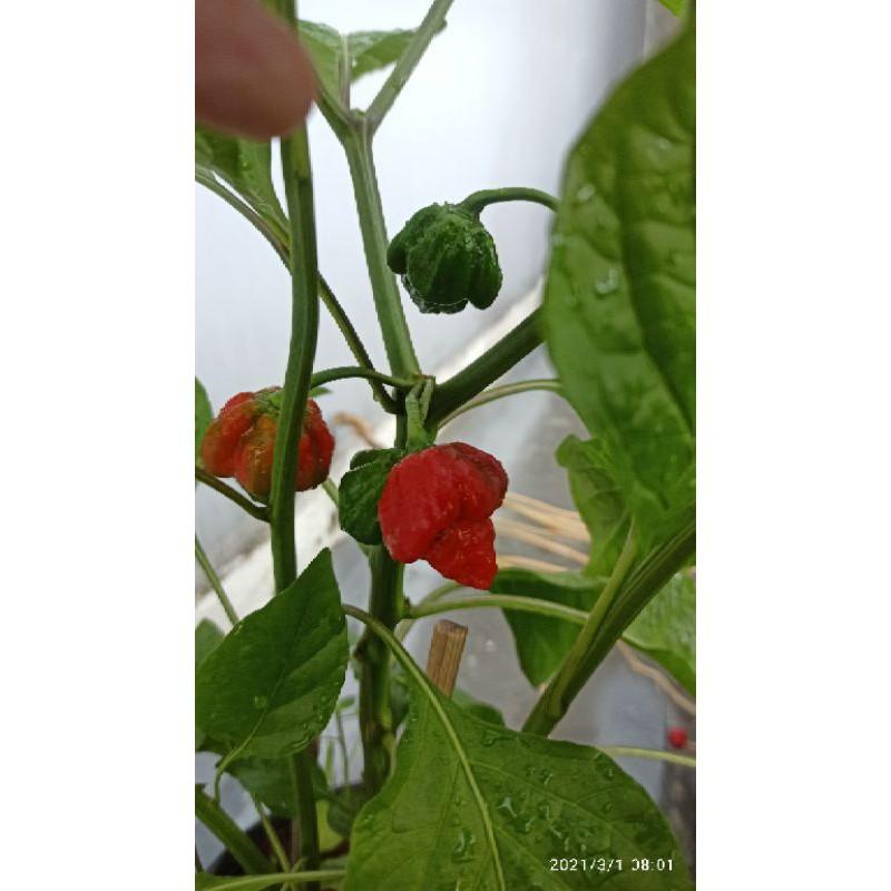 ớt trinidad ( ớt bò cạp