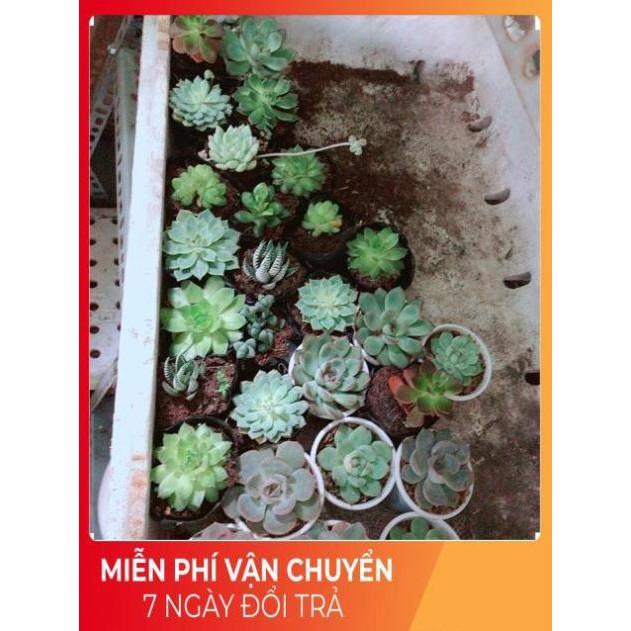 Combo 10 cây sen đá