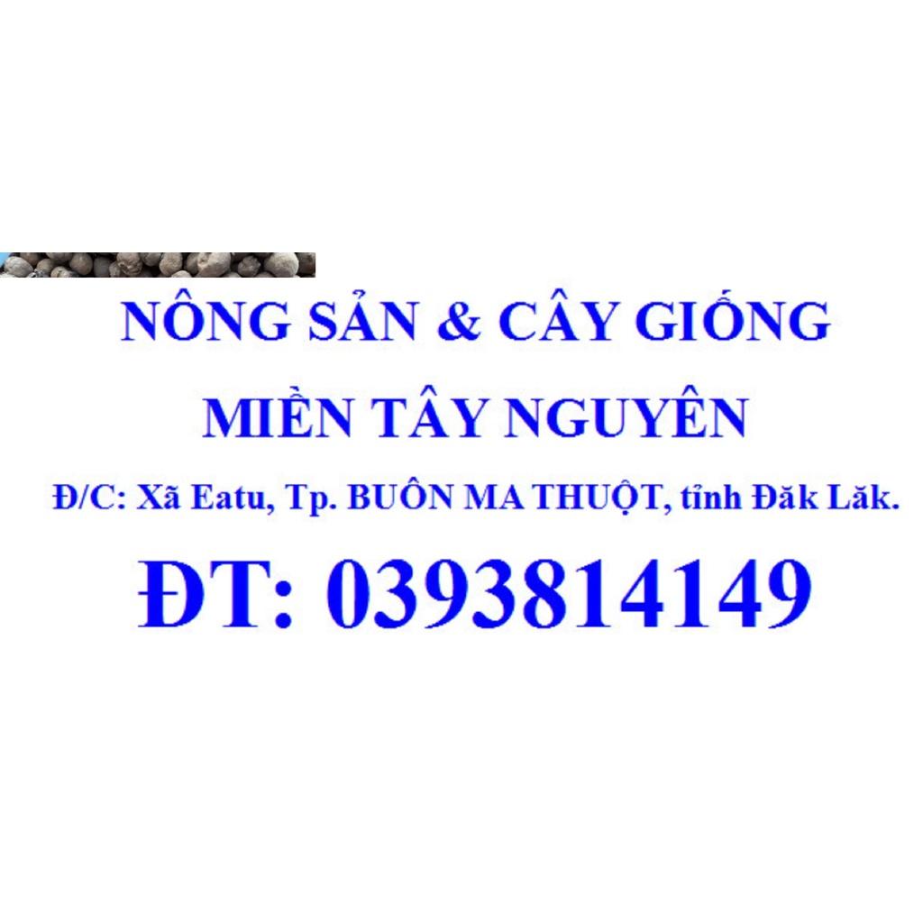 1 KG hạt giống Cây Gia Tỵ .