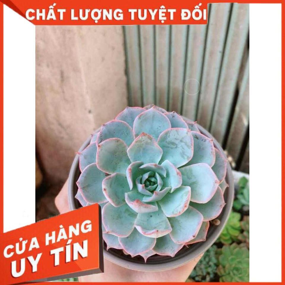 Sen đá hồng phấn Nhiều Người Mua