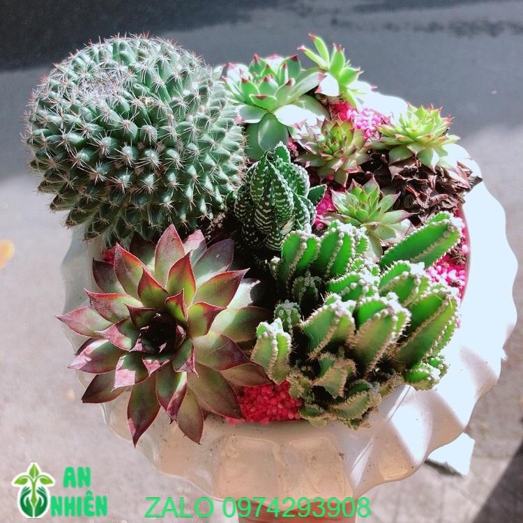 Chậu Xương Rồng Tiểu Cảnh