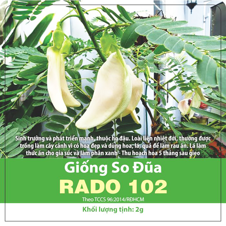 Hạt giống so đũa RADO 102 (2g/gói) | Bông màu Trắng và nhiều bông | Điền thanh hoa lớn | Sesbania grandiflora Pers