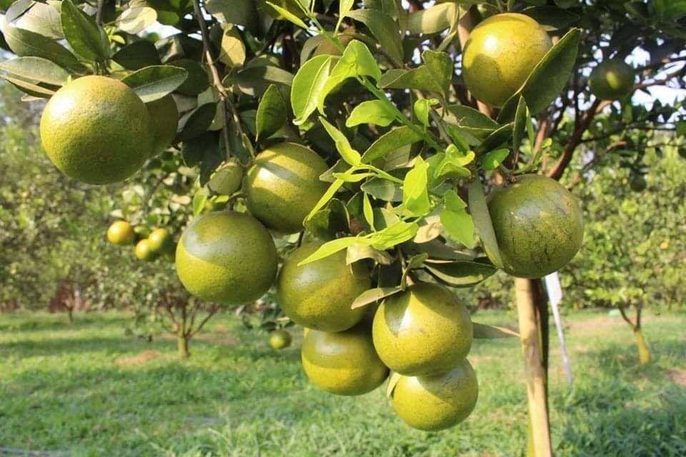 Cây giống quýt đường thái lan