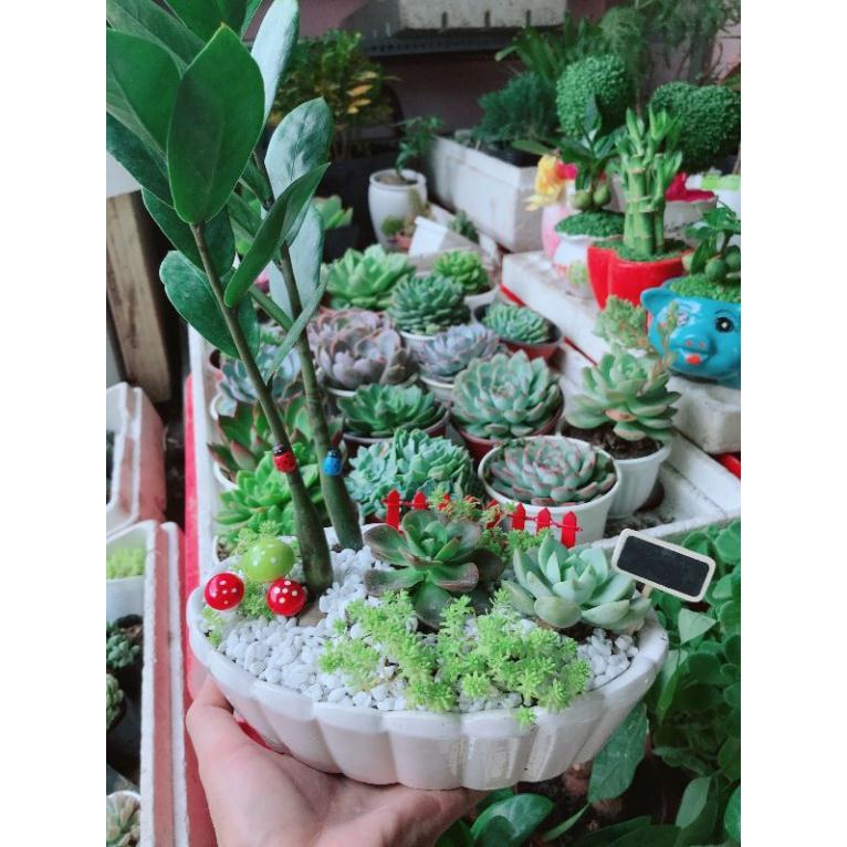 Chậu kim tiền mix Bán Chạy