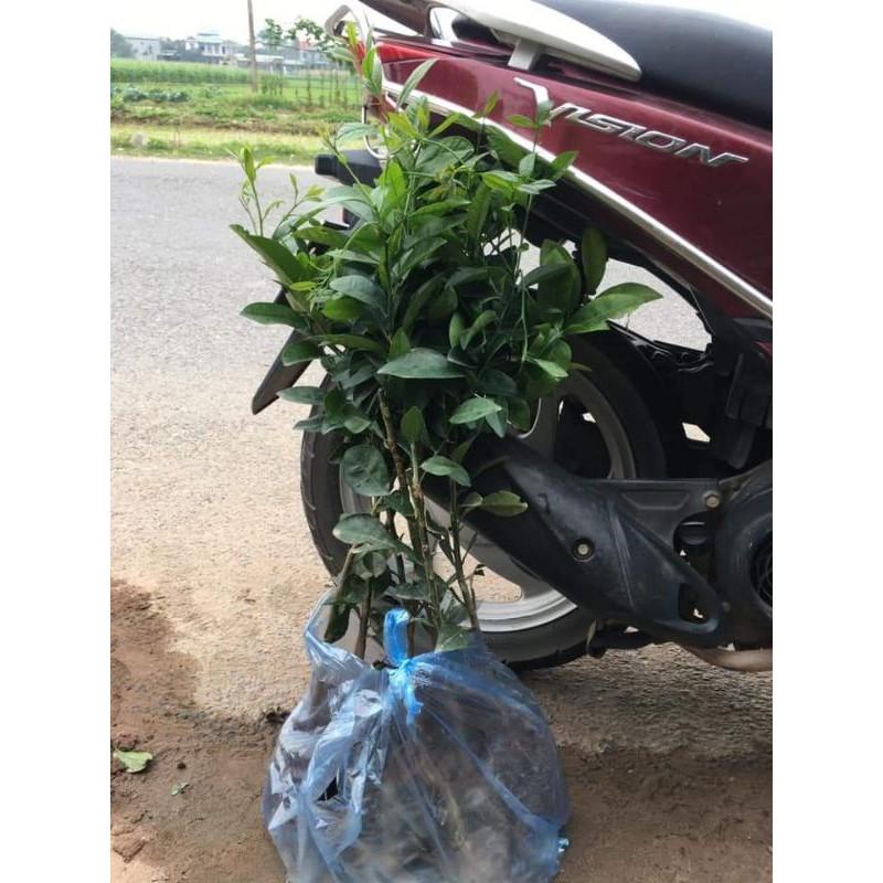 Cây giống chanh đào